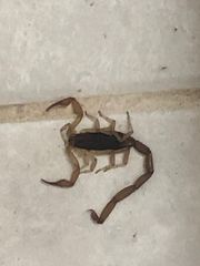 Centruroides ochraceus