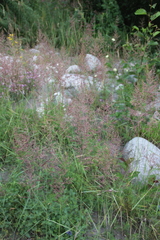 Calamagrostis pseudophragmites