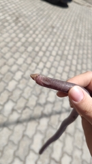 Leposternon microcephalum