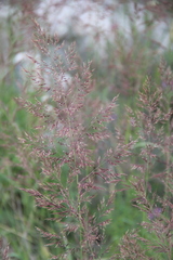 Calamagrostis pseudophragmites