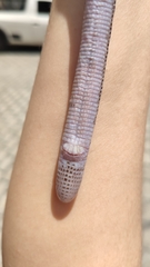 Leposternon microcephalum