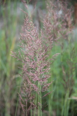 Calamagrostis pseudophragmites