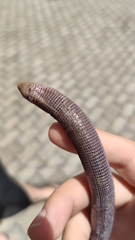 Leposternon microcephalum