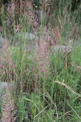 Calamagrostis pseudophragmites
