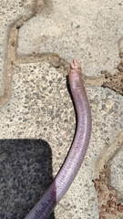 Leposternon microcephalum