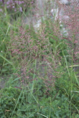 Calamagrostis pseudophragmites