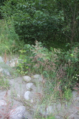 Calamagrostis pseudophragmites