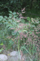 Calamagrostis pseudophragmites