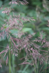 Calamagrostis pseudophragmites