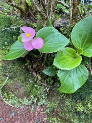 Begonia semperflorens-cultorum
