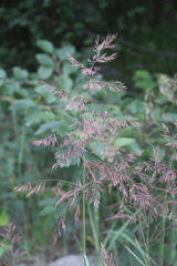 Calamagrostis pseudophragmites