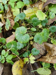 Glechoma hederacea