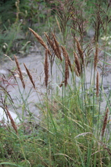 Calamagrostis pseudophragmites
