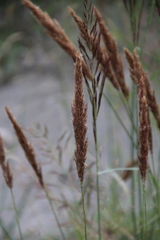 Calamagrostis pseudophragmites