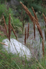 Calamagrostis pseudophragmites