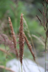 Calamagrostis pseudophragmites