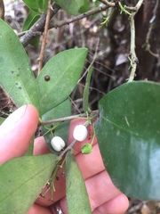 Daphnopsis racemosa