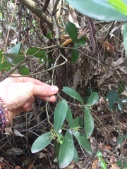 Daphnopsis racemosa
