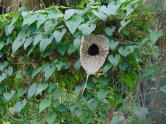 Aristolochia grandiflora image