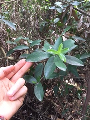 Daphnopsis racemosa
