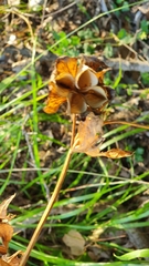 Helleborus cyclophyllus