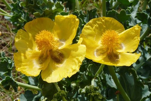 Yellow Horned Poppy