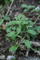 Cerastium haussknechtii