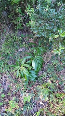 Helleborus cyclophyllus