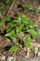 Cerastium haussknechtii