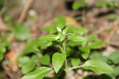 Cerastium haussknechtii