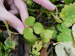 Aegopodium podagraria
