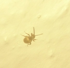 Niptus hololeucus