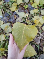 Populus