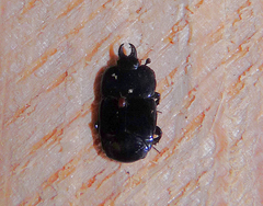 Hololepta aequalis