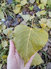 Populus