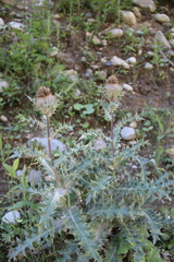 Cirsium balkharicum