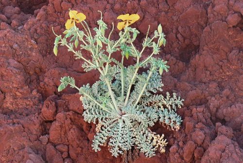 Yellow Horned Poppy
