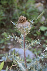 Cirsium balkharicum