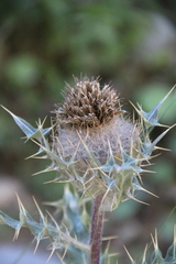 Cirsium balkharicum