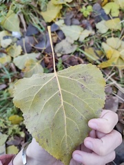 Populus