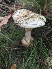 Amanita citrina