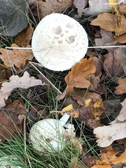 Amanita citrina