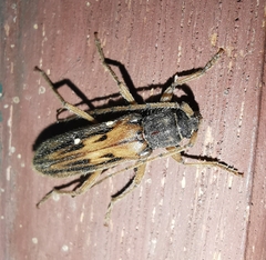 Achryson maculipenne