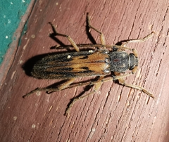 Achryson maculipenne