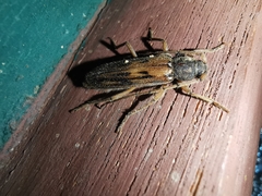 Achryson maculipenne