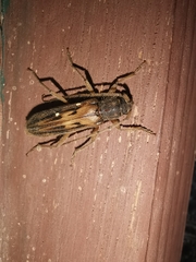 Achryson maculipenne