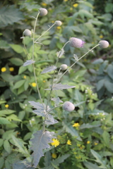Cirsium buschianum