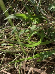 Paspalum langei