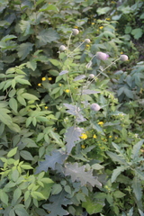 Cirsium buschianum