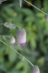 Cirsium buschianum